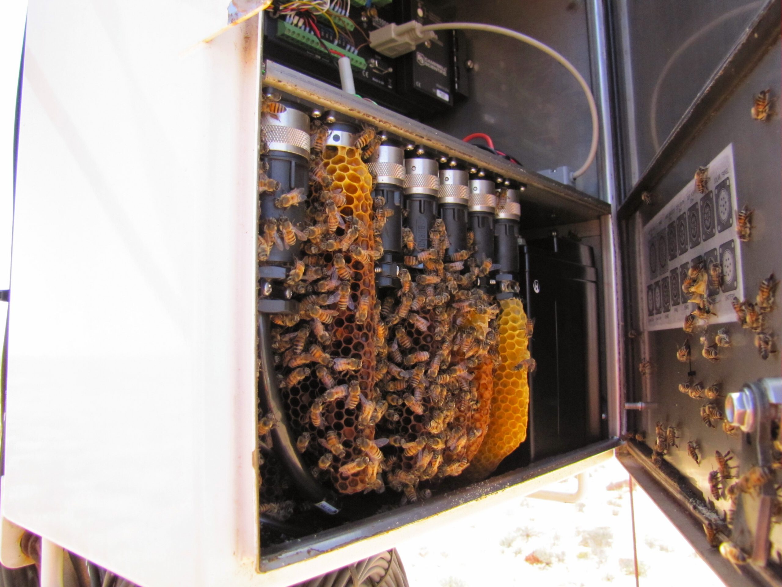 And don't turn the datalogger enclosure into a beehive.