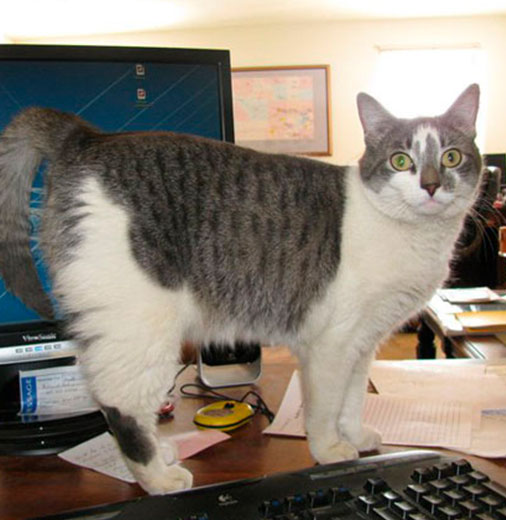 KB Energy's office cat at work - aptly named Risoe after the anemometer