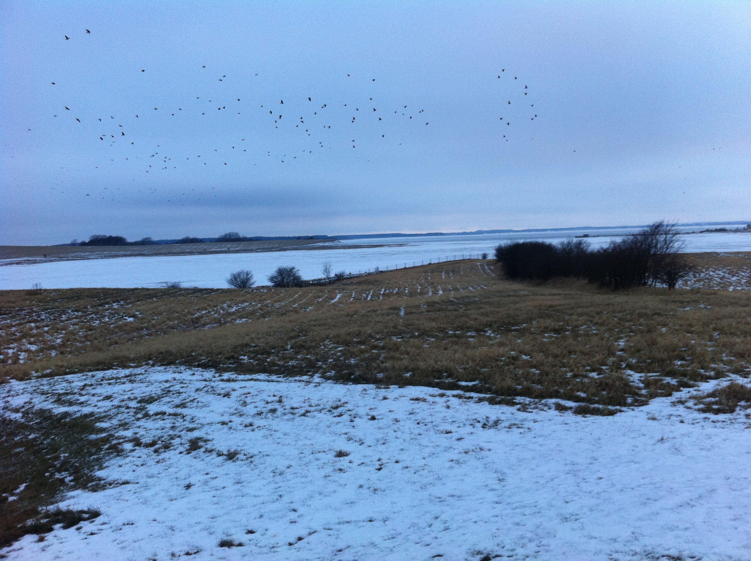 Migrating geese