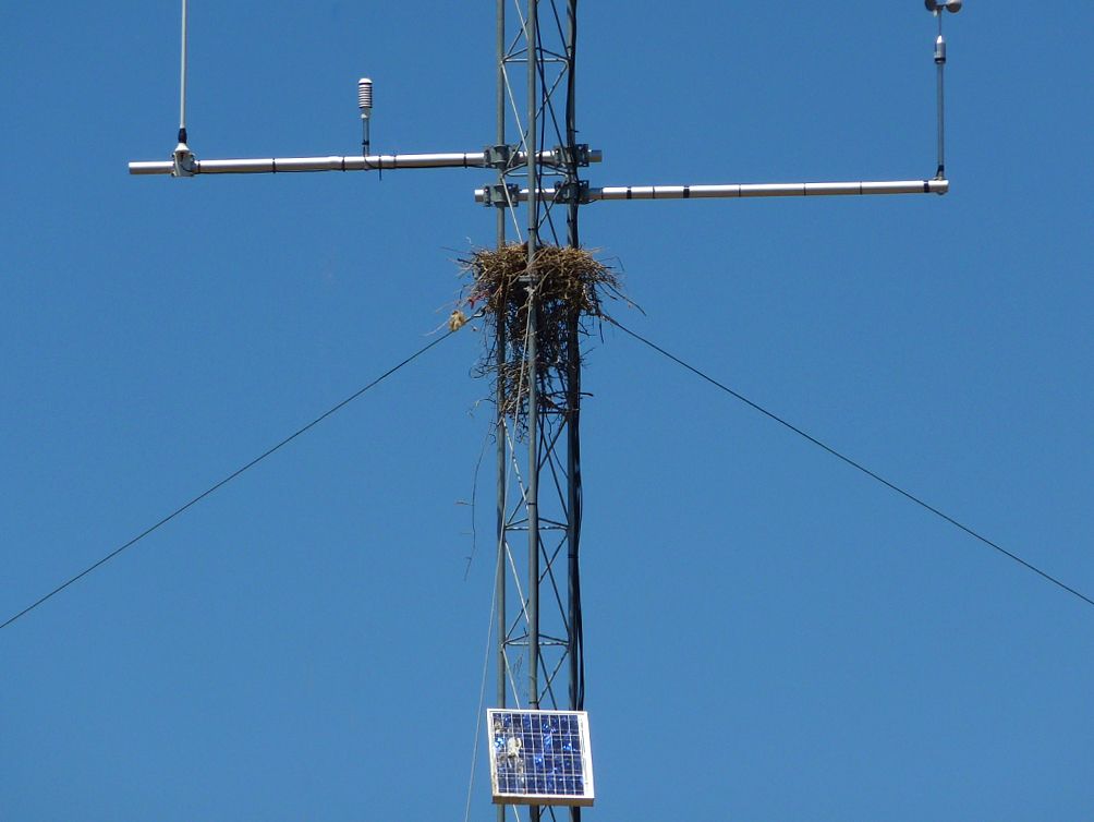 Don't turn your tower into a bird's nest.